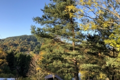 IMG_20191013_083129